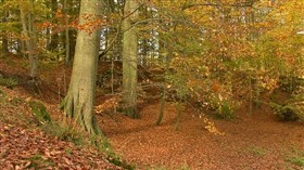 Autumn Trees