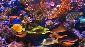 Colorful Reef and Fish