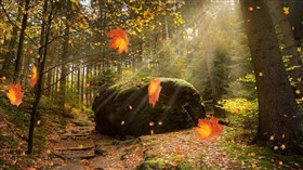 Dancing Leaves