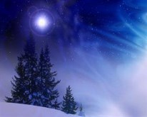 snow trees