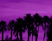 Purple Palms