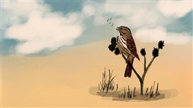 Song sparrow