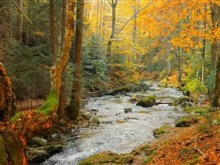 autumn forest stream