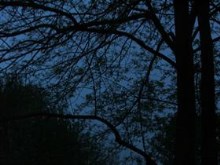 Night Trees