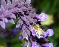 Bee on Salvia