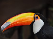 Toucan