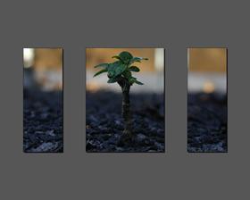Macro Plant Grey