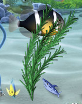 Waterplant10