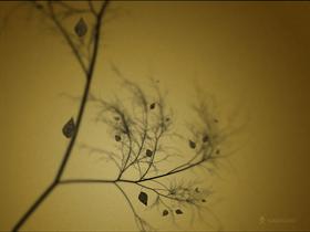 The Fall Tree