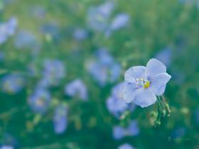 The Flax Fairy