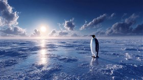 Lone King
