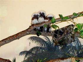 Monkeys