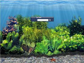 Aquarium Scene Six