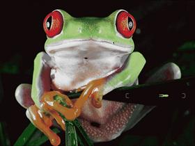 Red-Eyed Tree Frog