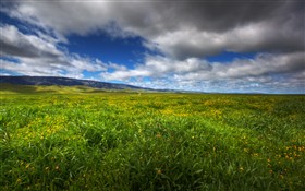 Wildflowers II