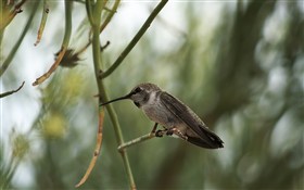Hummer