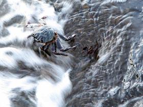 Crab in surf