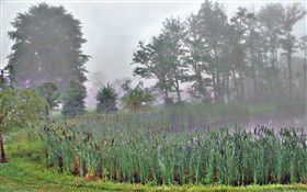Doc's Summer Pond