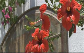 Red blooms
