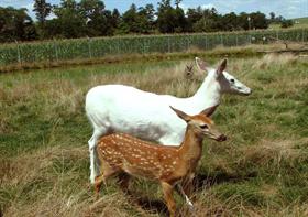 Doe and fawn