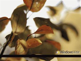 Windows Vista Color of Change