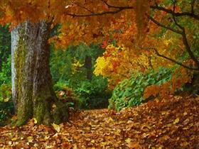 Autumn Colors v1.0