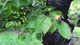 Fall is coming II