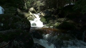 Forest Stream
