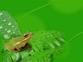Frog Green