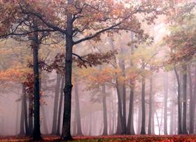 Zen Forrest