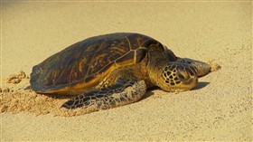 Beach Turtle