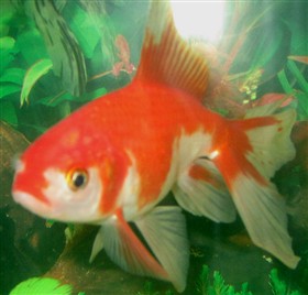 Red Cap 