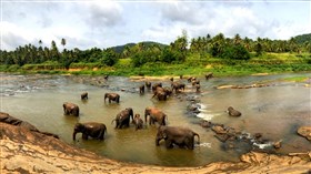 Asian_Elephant_Herd