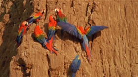 Jungle_Parrots
