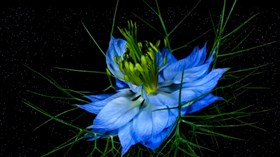 Flowers_In_Bloom_Slomo