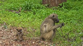 Jungle_Yellow_Baboons