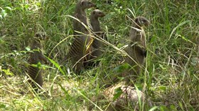 Meerkats_The_Little_People