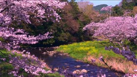 Gorgeous_Blossom_Creek