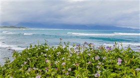 Maui Waui Waves Rev
