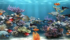 Nice_Aquarium