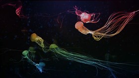 Rainbow Jellyfish