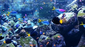 Colors Down Under
