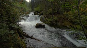Forest River Trail