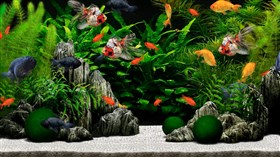 Kool Aquarium X2