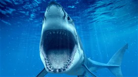 4K Great White Shark