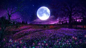 Purple Nights