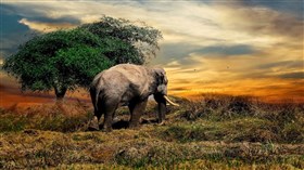 Elephant Dreams 4K
