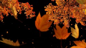 Maple Tree 4K