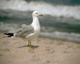Birds Eye