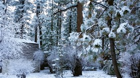 Snow Yard